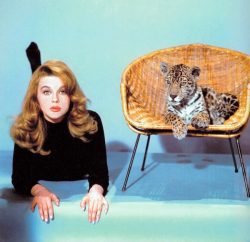 Ann-Margret : publicity photo for Douglas Heyes's Kitten with a Whip (1964)